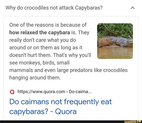 Why Don'T Crocodiles Eat Capybaras