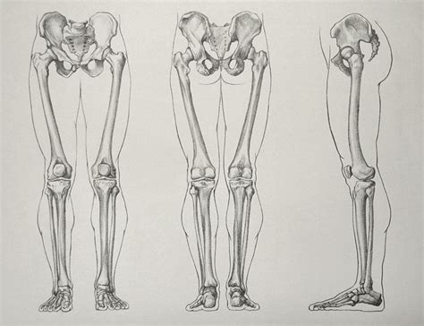 Leg Bones - Video Lesson presented in the Drawing Academy Course | Human anatomy art, Human ...