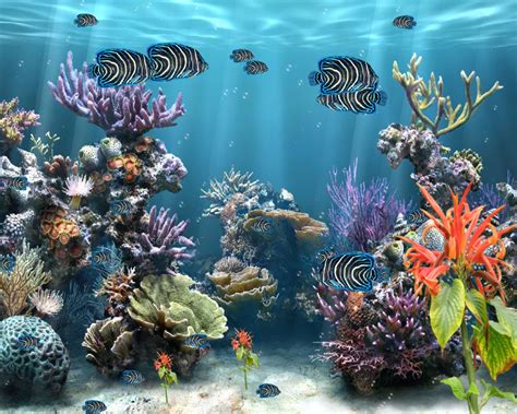 Coral Reef Screensavers & Wallpaper - WallpaperSafari