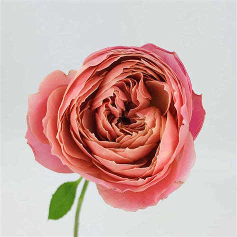 Romantic Antique Garden Rose - Wholesale Bulk Flowers - Cascade Floral