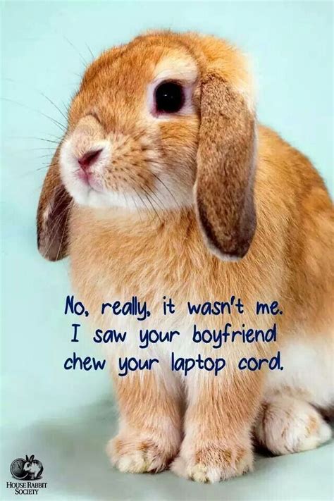 3220 best Bunny Rabbit images on Pinterest | Animals, Funny bunnies and Bunny rabbits