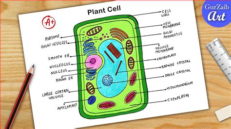 Plant Cell Diagram Simple