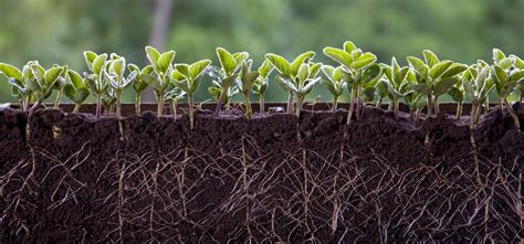 How Researchers Gain Insight into Creating Drought-Resistant Crops - unfoldingmatrix