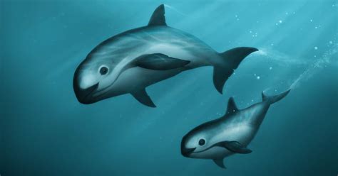 Vaquita Porpoise Scientific Name - Sybyl Arabella