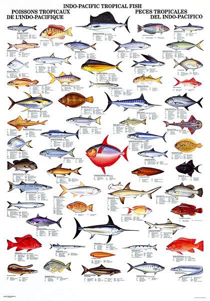 76 best images about Fish Chart on Pinterest | Fish chart, Fresh water and Sea fish