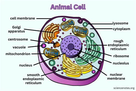 Animal Cell - Diagram, Organelles, and Characteristics