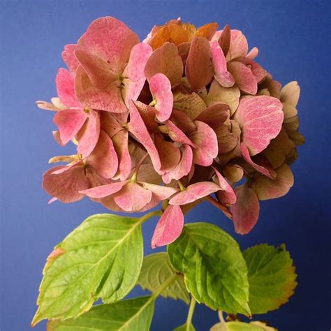 hortensia | Hydrangea, Plants