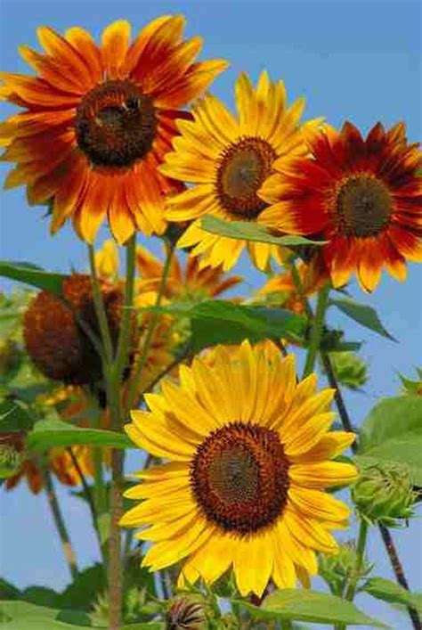 Sensational sunflowers: More shapes, sizes, colors - oregonlive.com