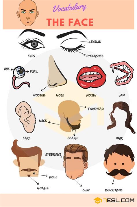 Parts Of The Human Face