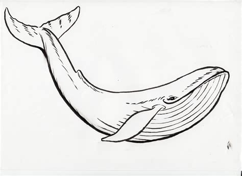 Cute Blue Whale Drawing - Images | Amashusho