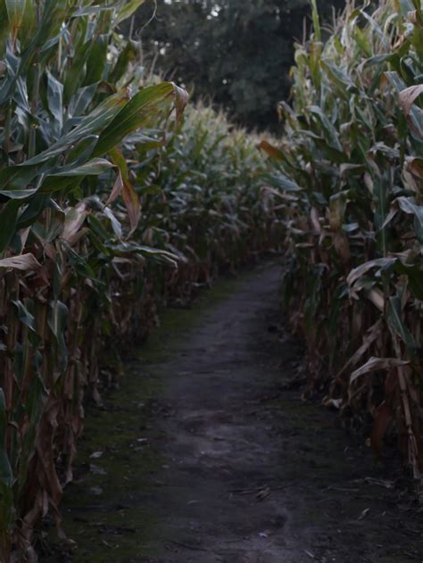 Looking for a Scary Corn Maze? 13 Best Haunted Corn Mazes in the USA