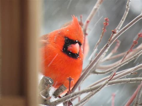 Bright orange cardinal, my niece took this photo in her backyard in western PA | Bird feathers ...