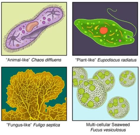 15+ Plant Like Protists - WatsonMaeve