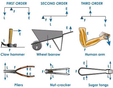 First Class Lever Diagram