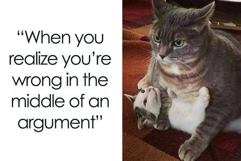 ‘Cats On Catnip’: 50 Funny And Relatable Cat Memes We Loved A Lot | Bored Panda