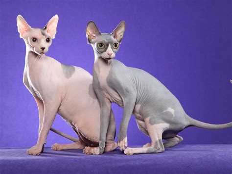 8 Different Sphynx Cat Colors (With Pictures) - Catster