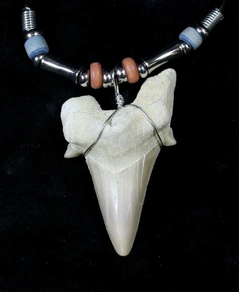 2" Fossil Otodus Shark Tooth Necklace For Sale (#19657) - FossilEra.com