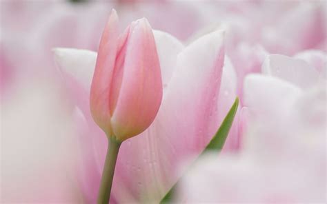 HD wallpaper: *So soft and pale*, nature, pastel, tulips, flowers, pink | Wallpaper Flare