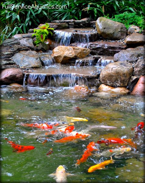 Waterfall with koi swimming beneath it. Designed and installed by Full Service Aquatics of ...