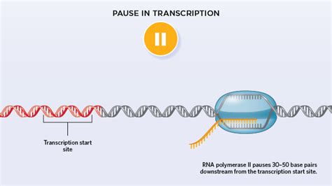 Paused RNA Polymerase Quashes New Initiation of Transcription | The Scientist Magazine®