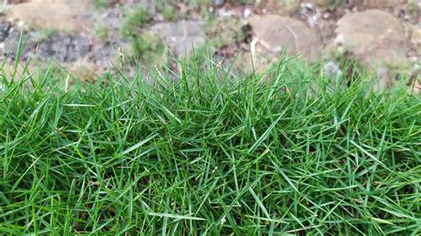 How to Grow and Care for Zoysia Grass Lawns Easily