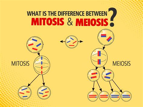 What is the difference between Mitosis and Meiosis?