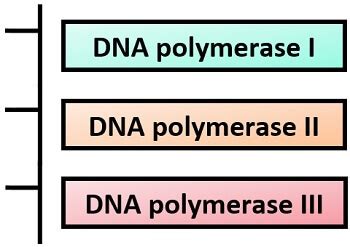 What is DNA polymerase? Definition, Prokaryotic DNA polymerases & Characteristics - Biology Reader