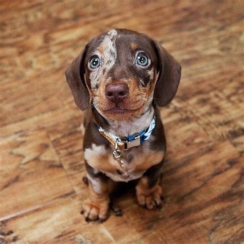 Фотография | Dachshund puppies, Cute dogs, Dapple dachshund