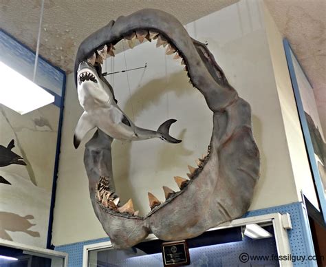 Megalodon Vs Great White Jaw