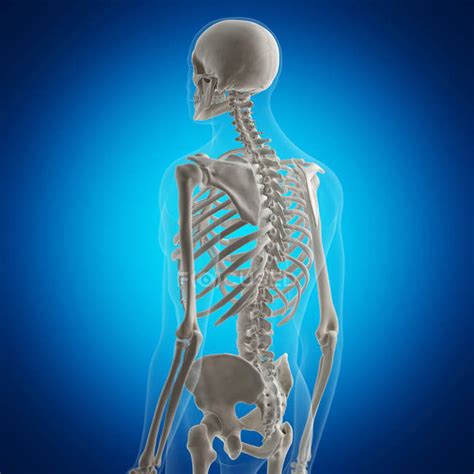 Illustration of back bones in human skeleton on blue background. — health, vertebral column ...