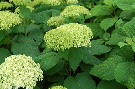 Pruning Hydrangeas: A Simple Guide | markcullen.com