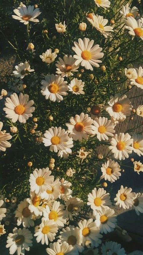 Daisy Aesthetic Wallpapers on WallpaperDog