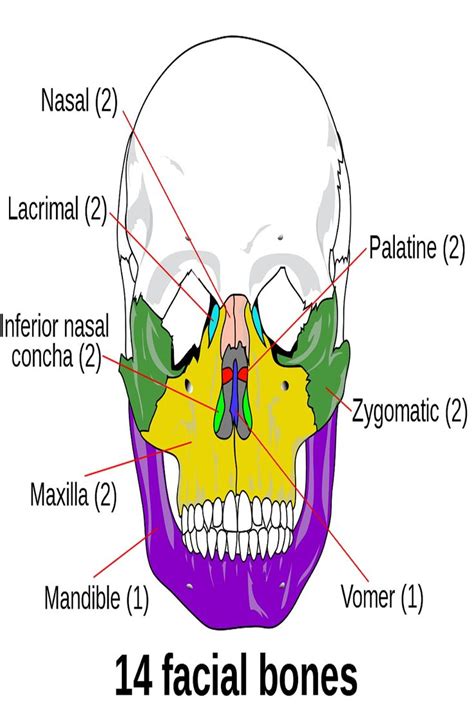 Face Bones Name In Hindi at Blossom Santistevan blog