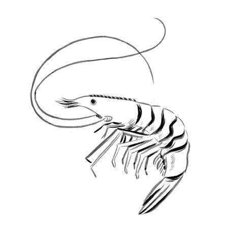 Mantis Shrimp Drawing | Free download on ClipArtMag