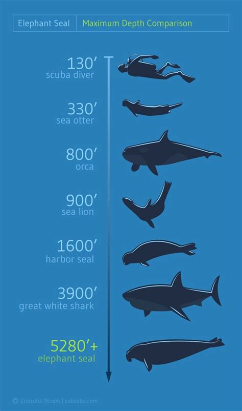 Maximum Depth Comparison - Scuba Diver vs. Elephant Seal