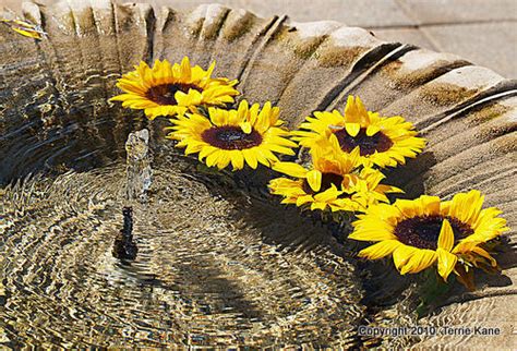 Butterfly Garden Sunflowers | The Meadowlands Nature Blog