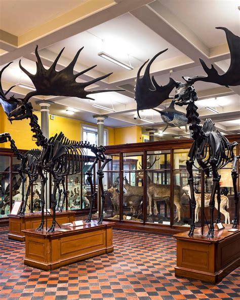 National Museum of Ireland, Natural History, - Culture Review - Condé Nast Traveler