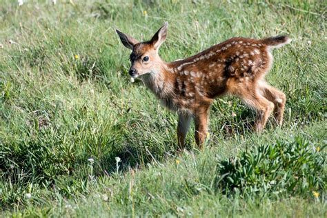 Mule Deer Fawn | Stock image | Colourbox