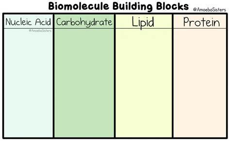 1.2 Functions of Biomolecules Bellringer Quiz - Quizizz