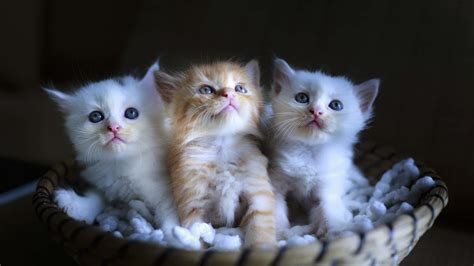 [100+] Cute Kittens Wallpapers | Wallpapers.com