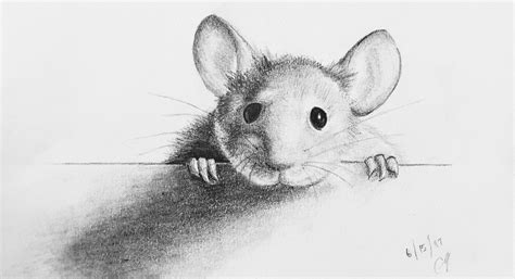 Mouse Drawing Reference and Sketches for Artists