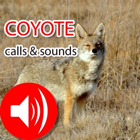 Coyote Hunting Calls & Sounds - Real Coyote Calls by Jing Ren