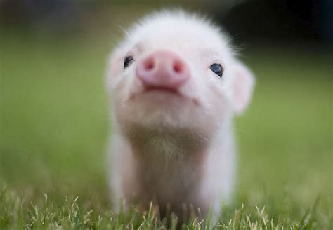 What Do You Really Know About Teacup Pigs? - Holy Cuteness