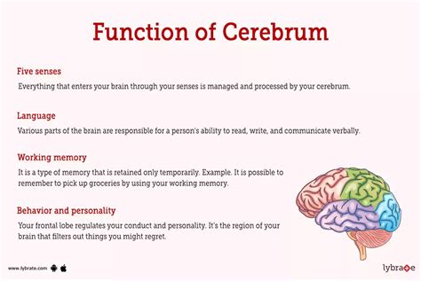 Cerebrum (Human Anatomy): Image, Functions, Diseases and Treatments