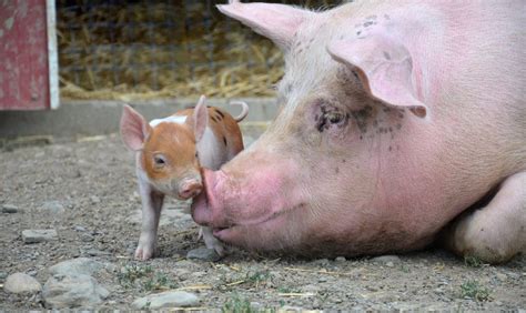 Julia: Brutalized Pregnant Pig Gives Birth Hours After Rescue - Farm Sanctuary