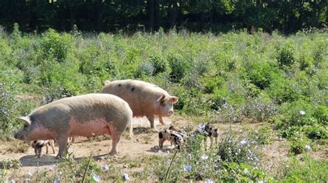 Organic, Pasture-Raised Pork – Elmwood Stock Farm