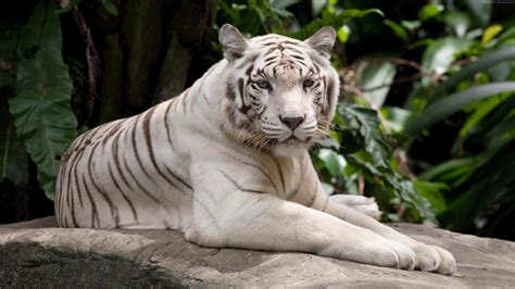 Grab Unique White Tiger Wallpaper 4k