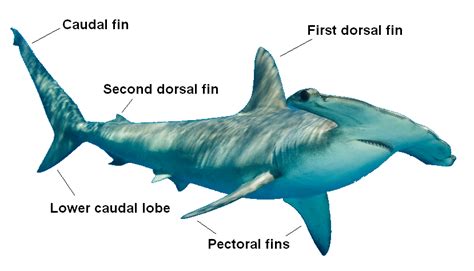 Identifying Shark Fins: SHARK FINS