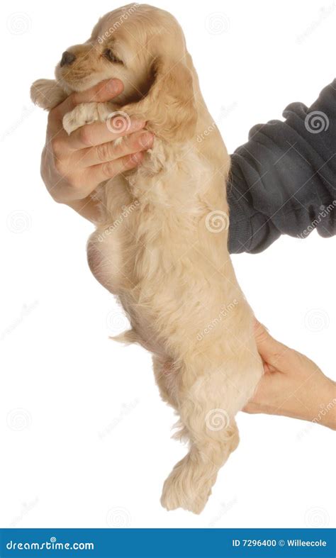 Dog with umbilical hernia stock photo. Image of navel - 7296400