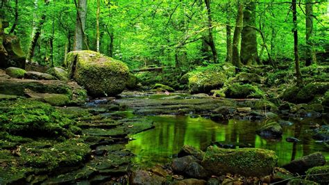 Nature Green Forest Wallpaper 4K : Цветок, 4k, hd, весна, лес обои эпл, 5k, 4k, 8k, лес, горы ...